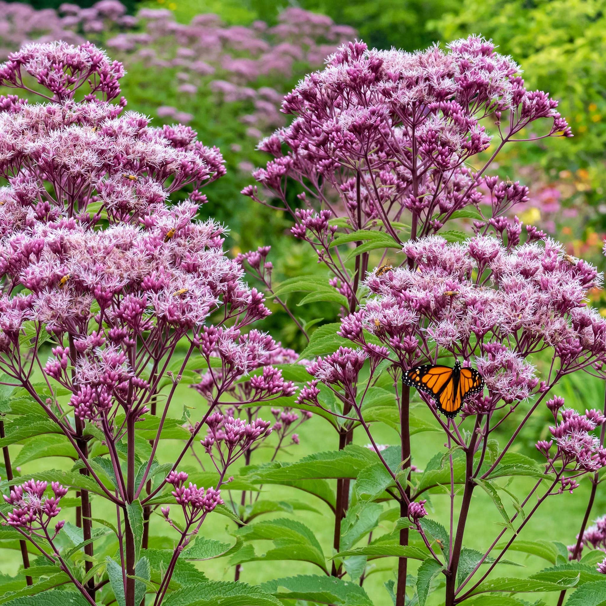 weed flower seeds Bulk Joe Pye Weed Packet
