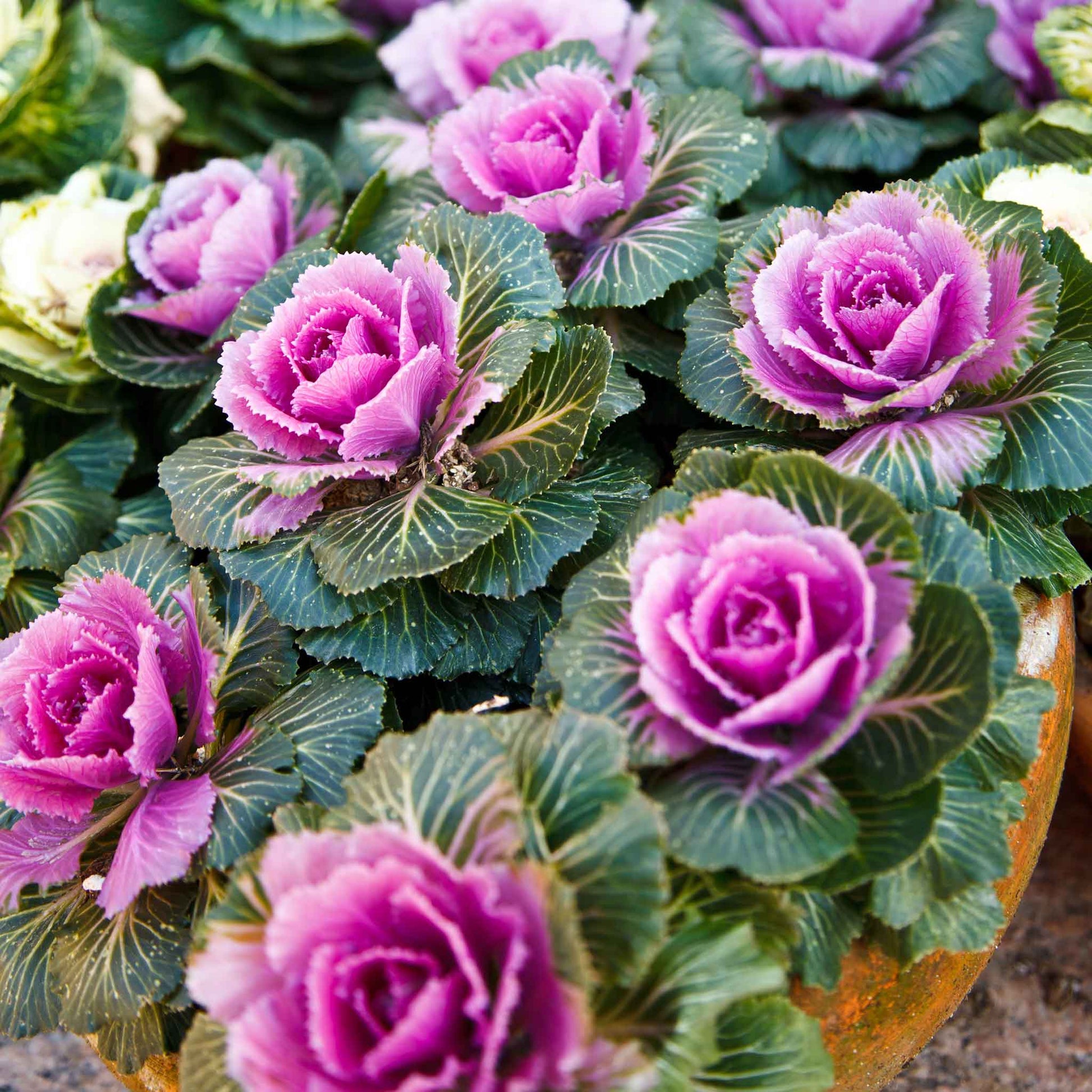 kale flower seeds Bulk Ornamental Kale Seeds - Crane Pink