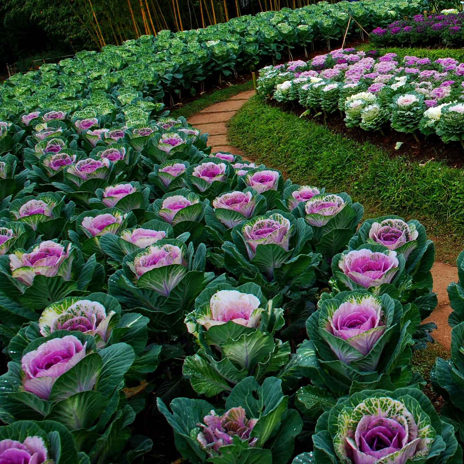 potted kale plants for sale Bulk Ornamental Kale Seeds