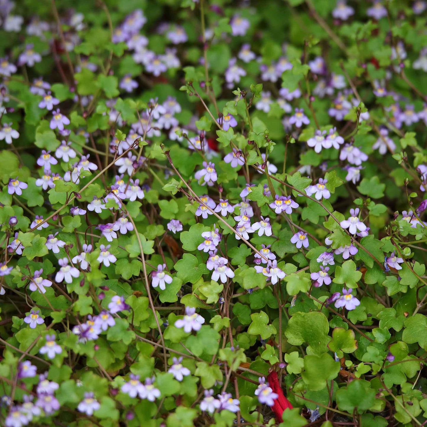 ivy plant seeds Kenilworth Ivy Seeds | Bulk Flower Seeds