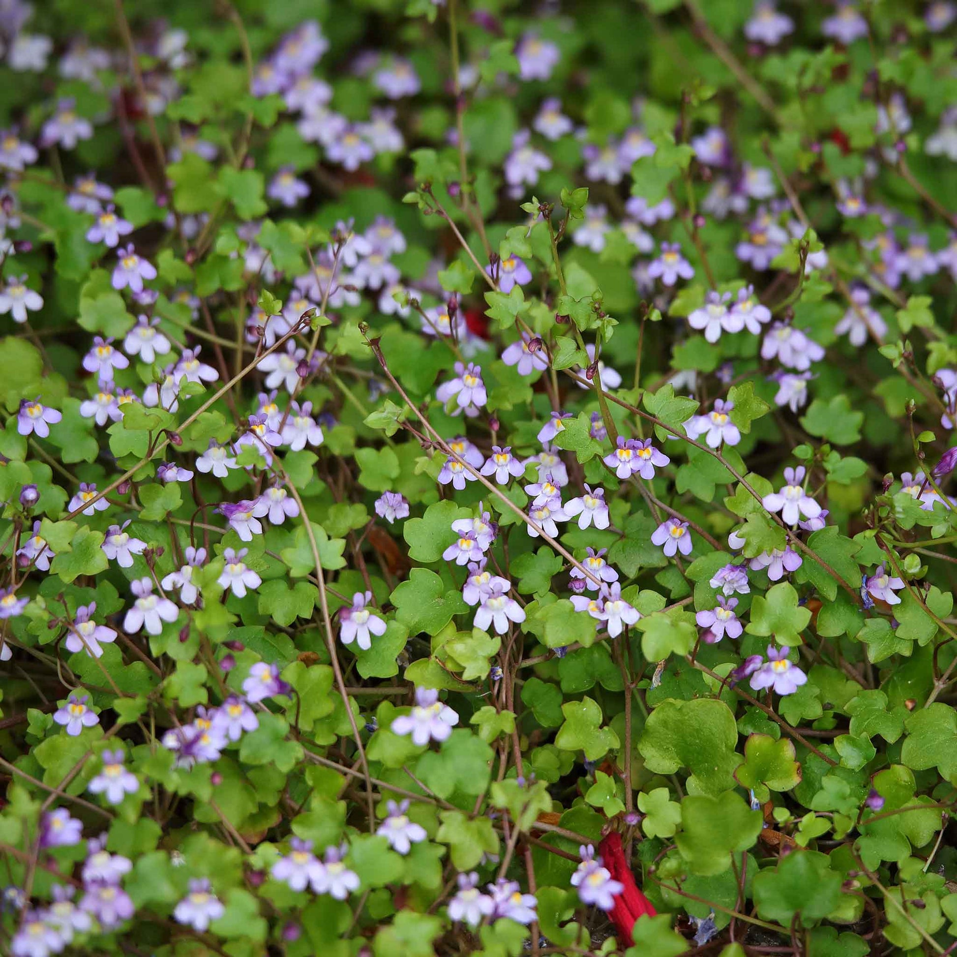 planting ivy seeds Kenilworth Ivy Seeds | Bulk Flower Seeds