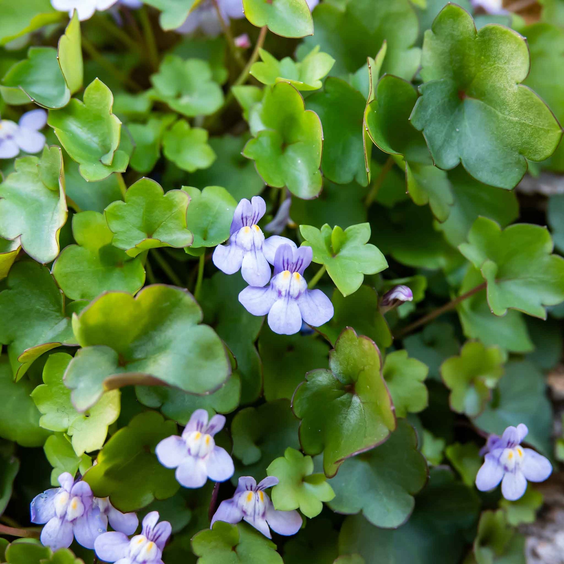 ivy garth seeds & plants Kenilworth Ivy Seeds | Bulk Flower Seeds