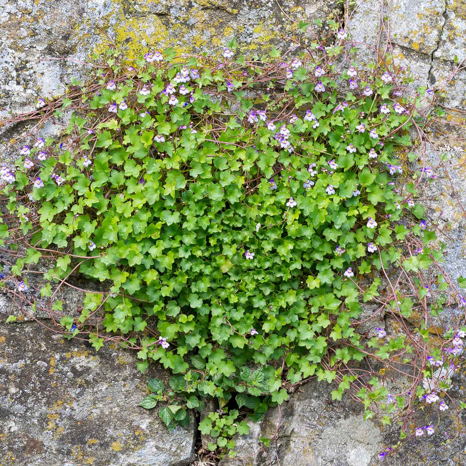 planting ivy seeds Kenilworth Ivy Seeds | Bulk Flower Seeds