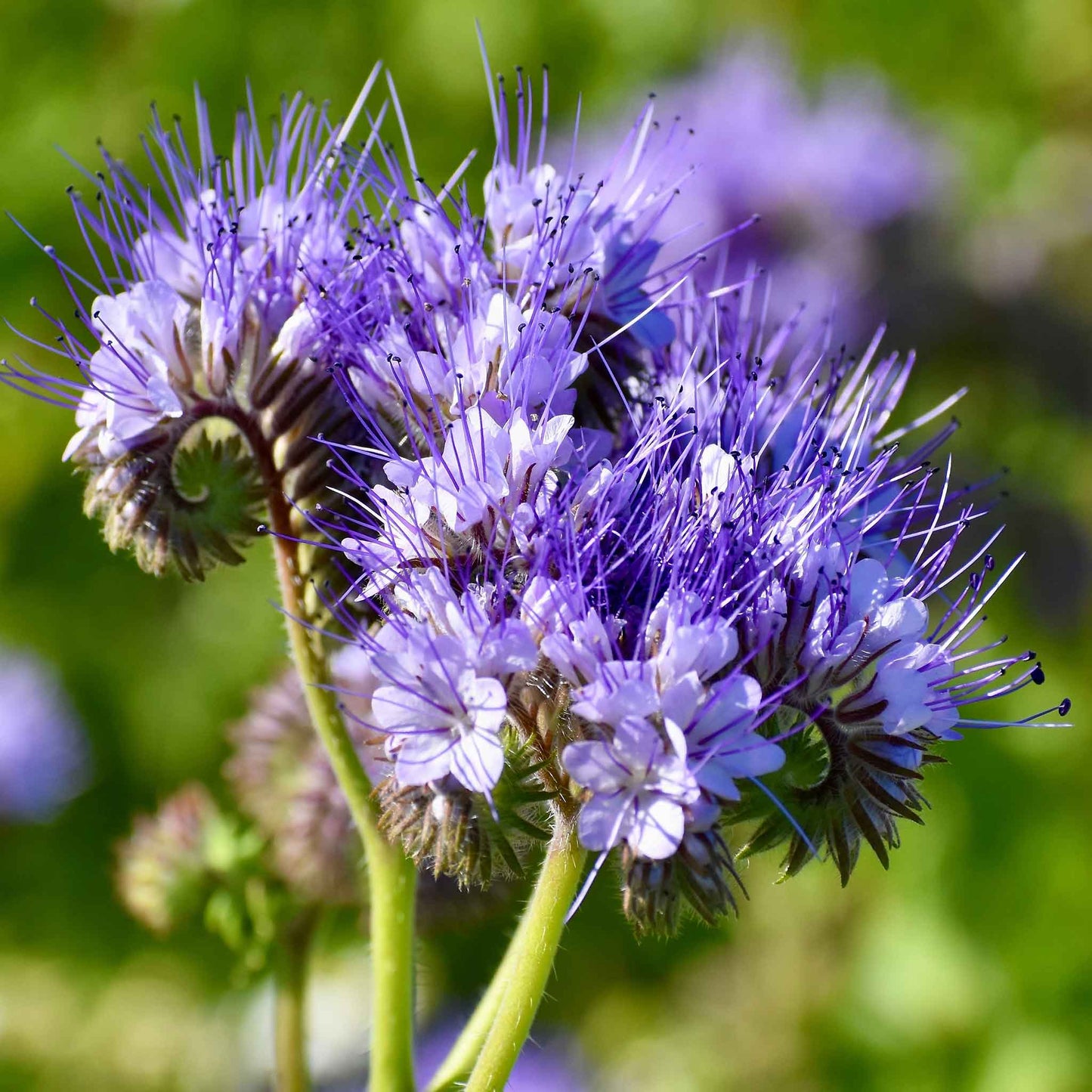 planting phacelia seeds Bulk Lacy Phacelia Seeds 1 Ounce