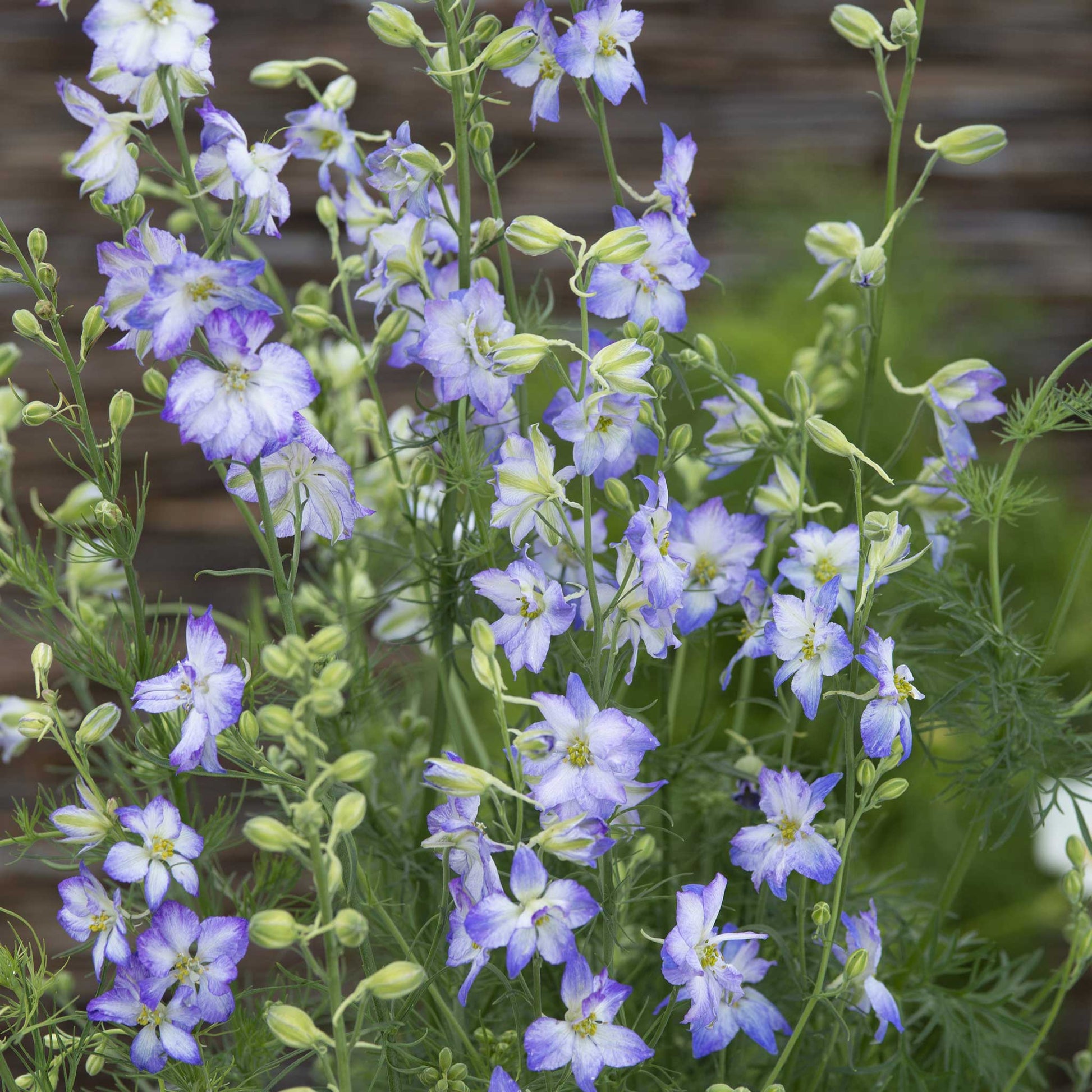 larkspur flower seeds Bulk Larkspur Seeds - Frosted Skies