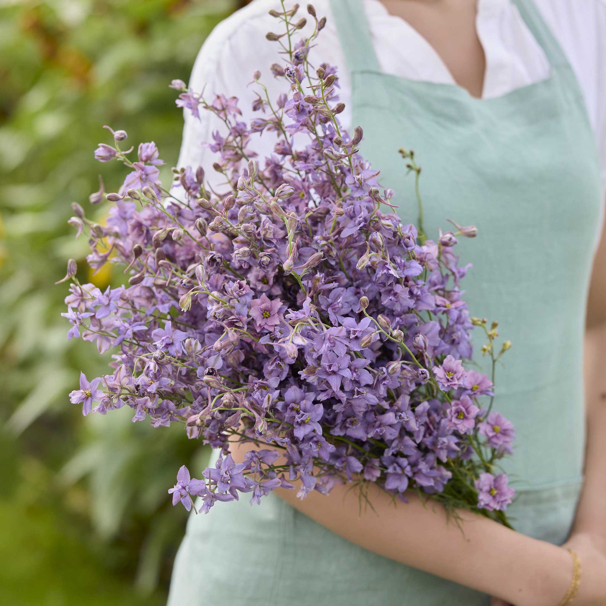 larkspur misty lavender seeds Bulk Larkspur Seeds - Misty Lavender