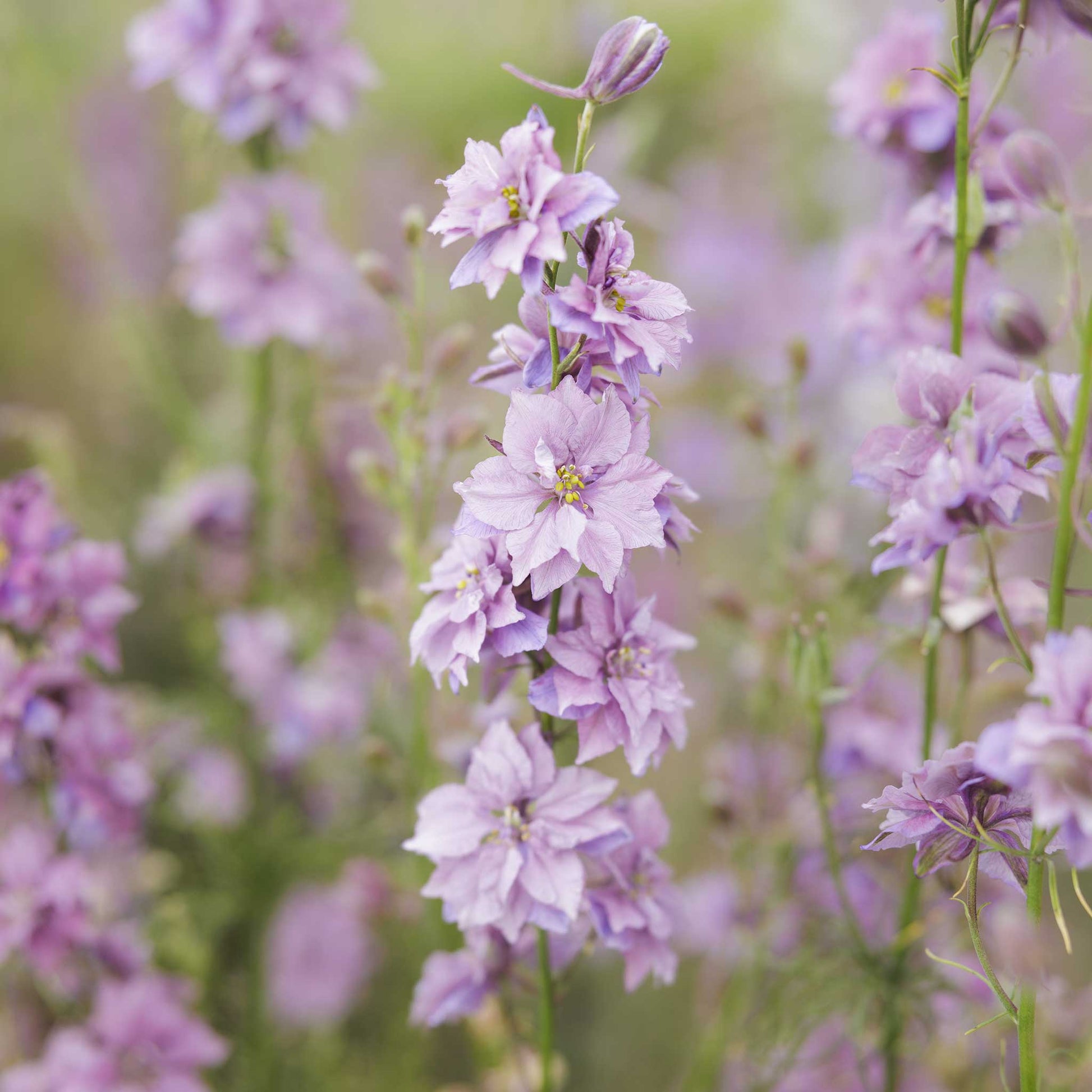 lavender spur flower Bulk Larkspur Seeds - Misty Lavender