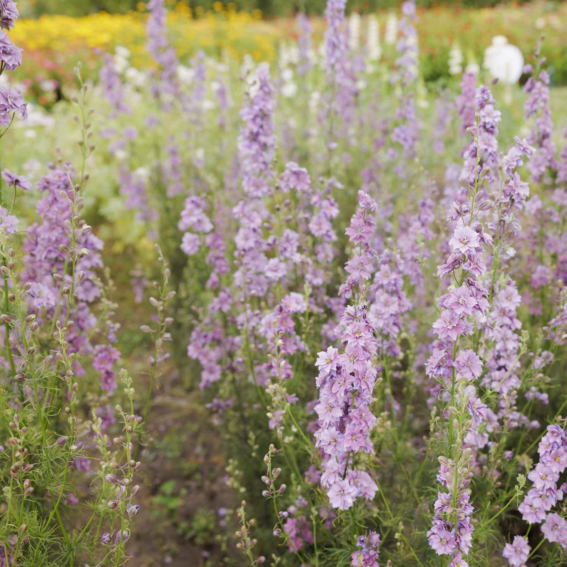 larkspur misty lavender seeds Bulk Larkspur Seeds - Misty Lavender