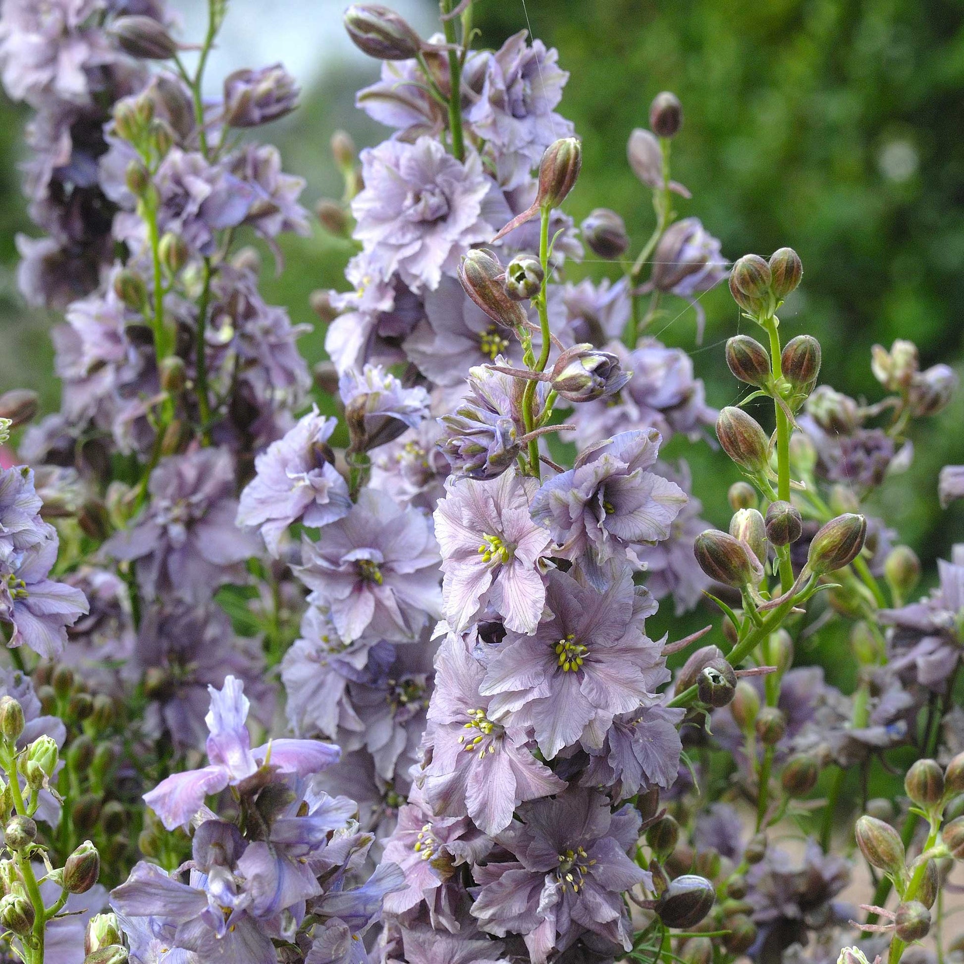 lavender bulk seeds Bulk Larkspur Seeds - Misty Lavender