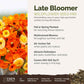 late bloomer overview