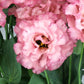 lisianthus celeb madonna