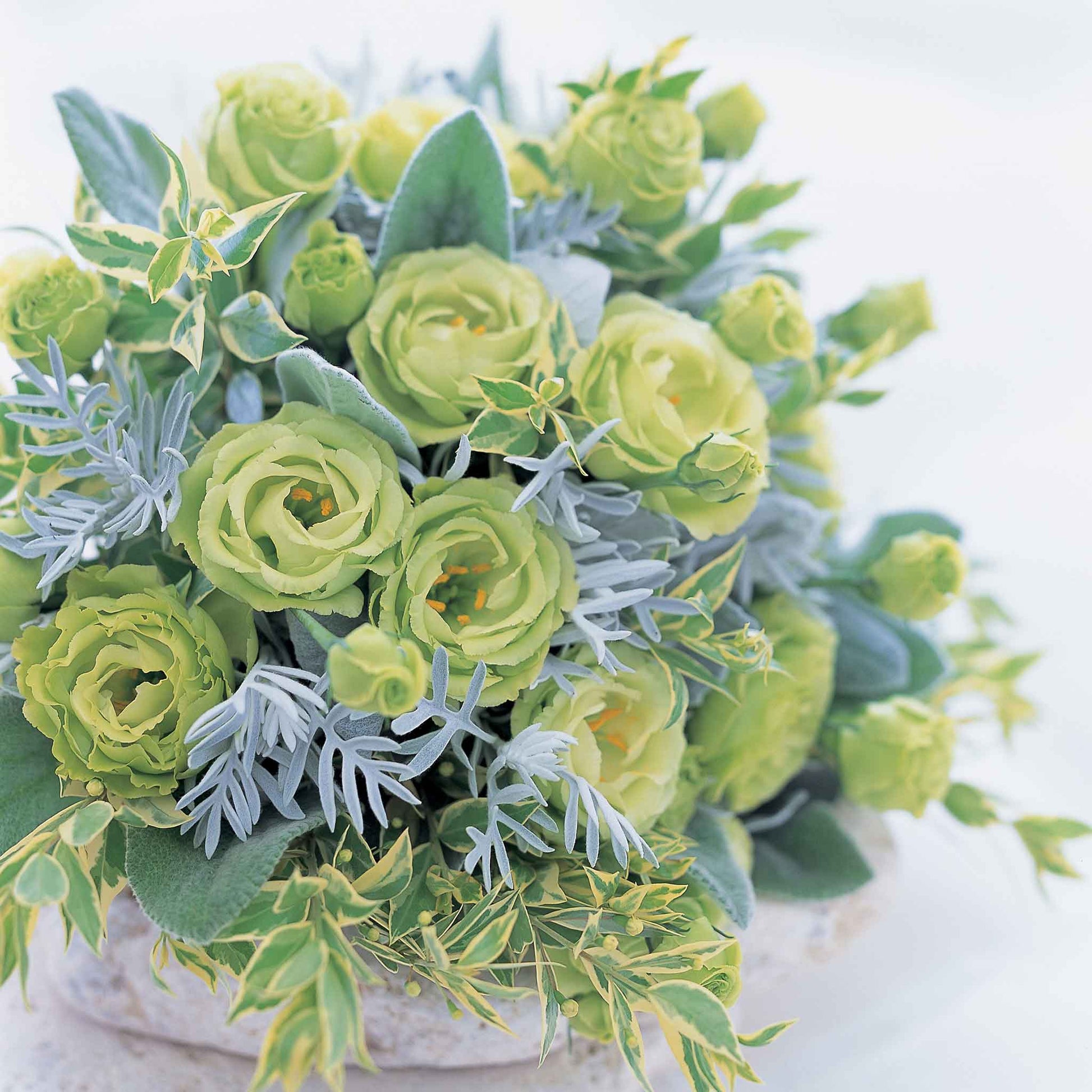 lisianthus flower seeds Bulk Lisianthus Seeds