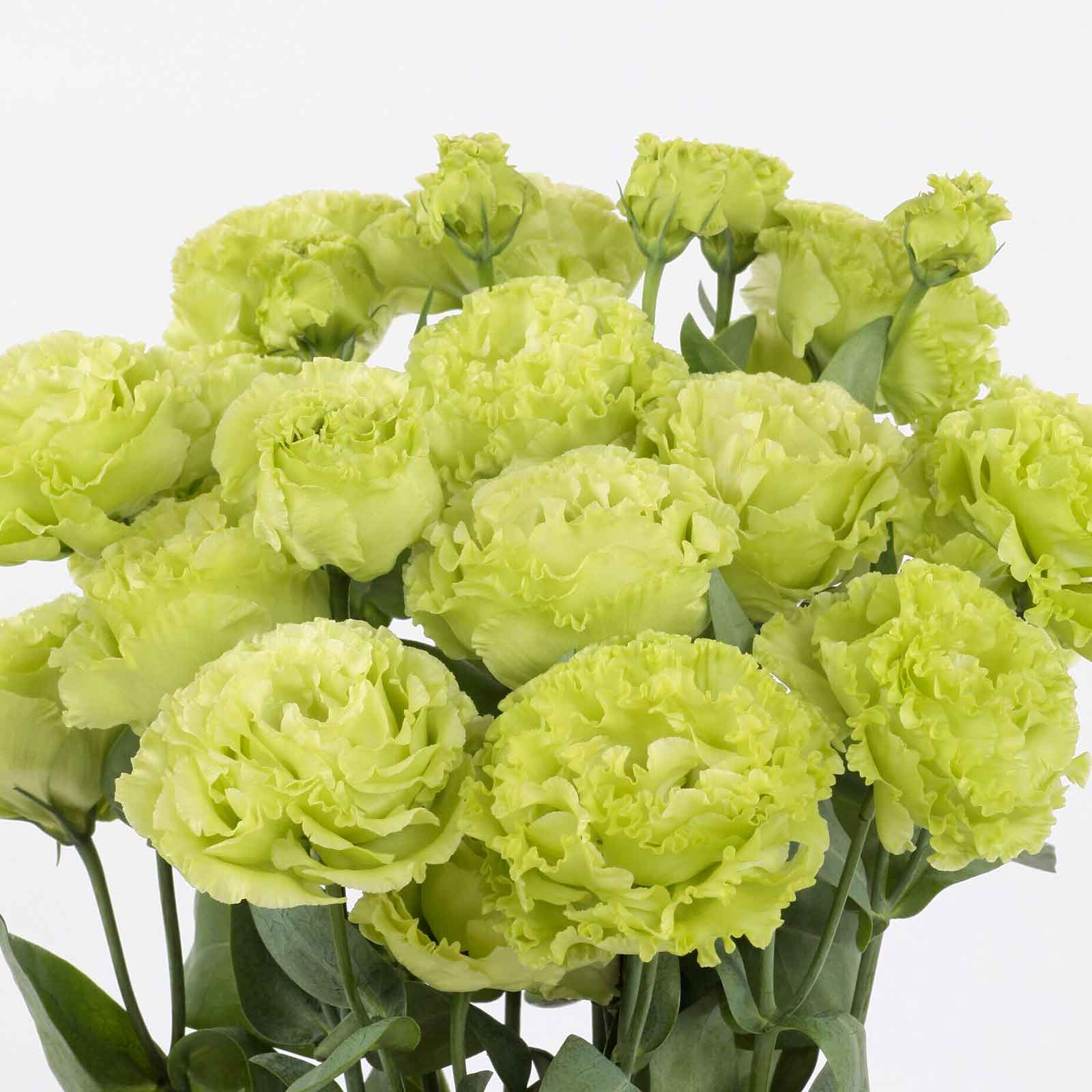 lisianthus rosanne green