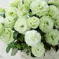 lisianthus voyage green