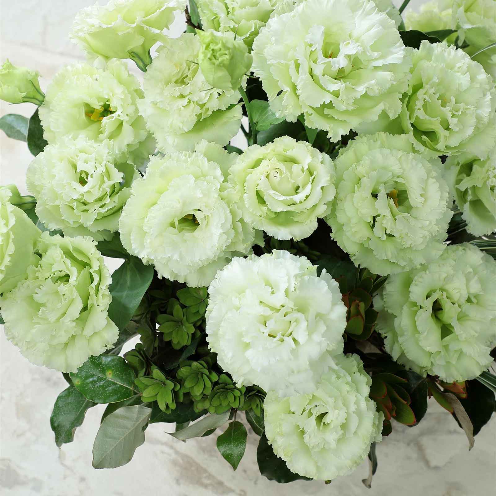 lisianthus voyage green