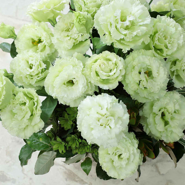 Lisianthus Seeds - Voyage Green | Bulk Flower Seeds
