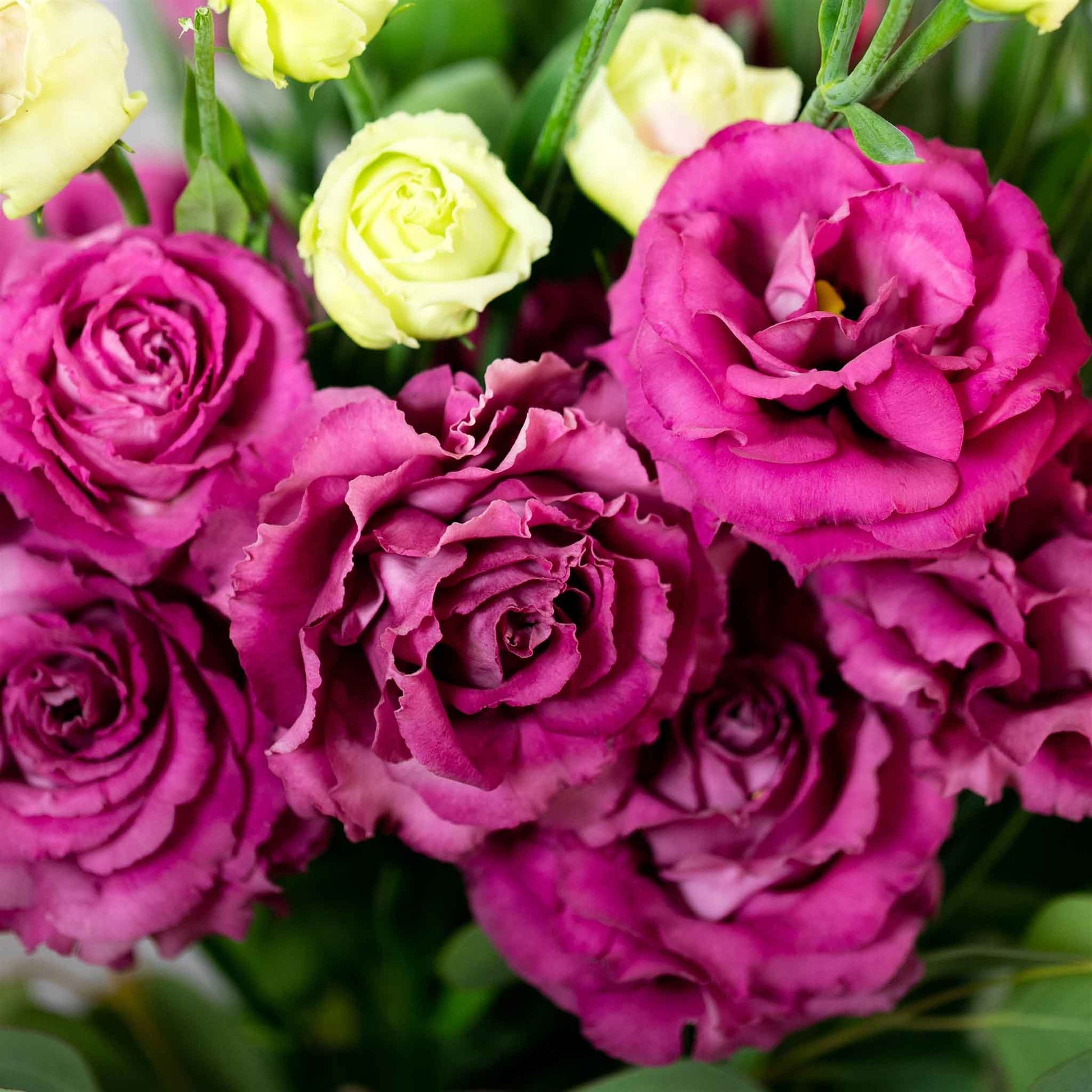 rose seeds for sale Lisianthus Seeds - Voyage Rose Deep | Bulk Flower Seeds