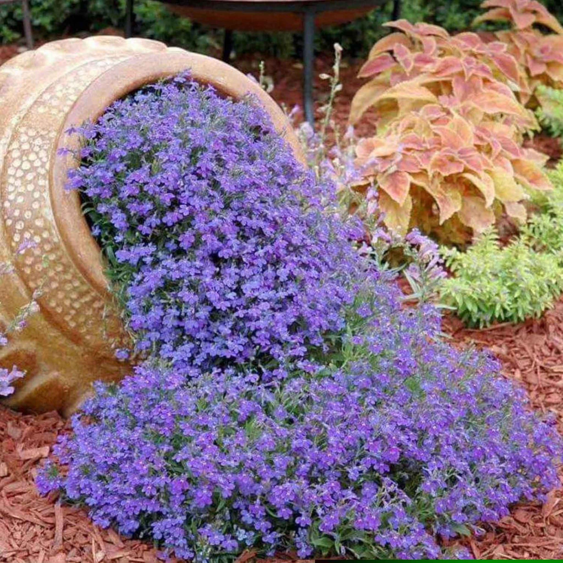 seed carpet wildflower Lobelia Seeds - Blue Carpet | Bulk Flower Seeds