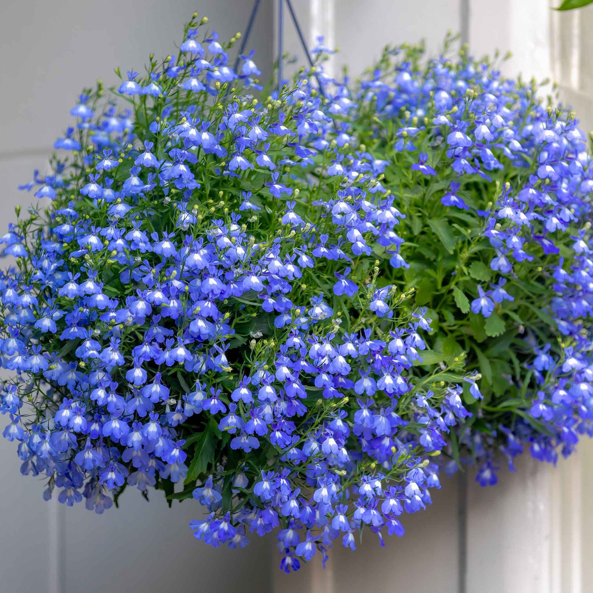lobelia flower seeds Bulk Lobelia Seeds