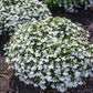 lobelia palace white | copyright: Floramedia UK Ltd