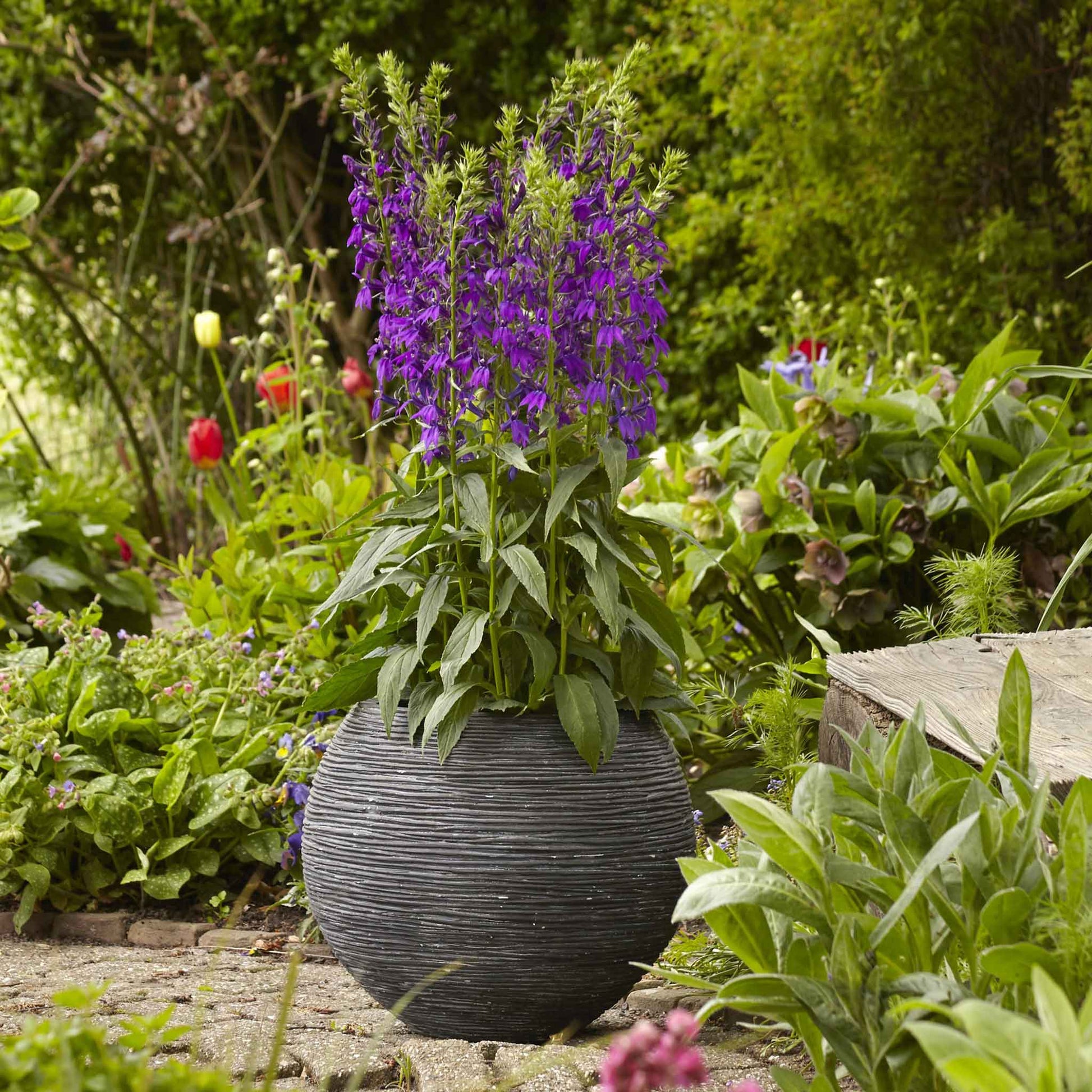 lobelia from seed to flower Bulk Lobelia Seeds - Blue Carpet