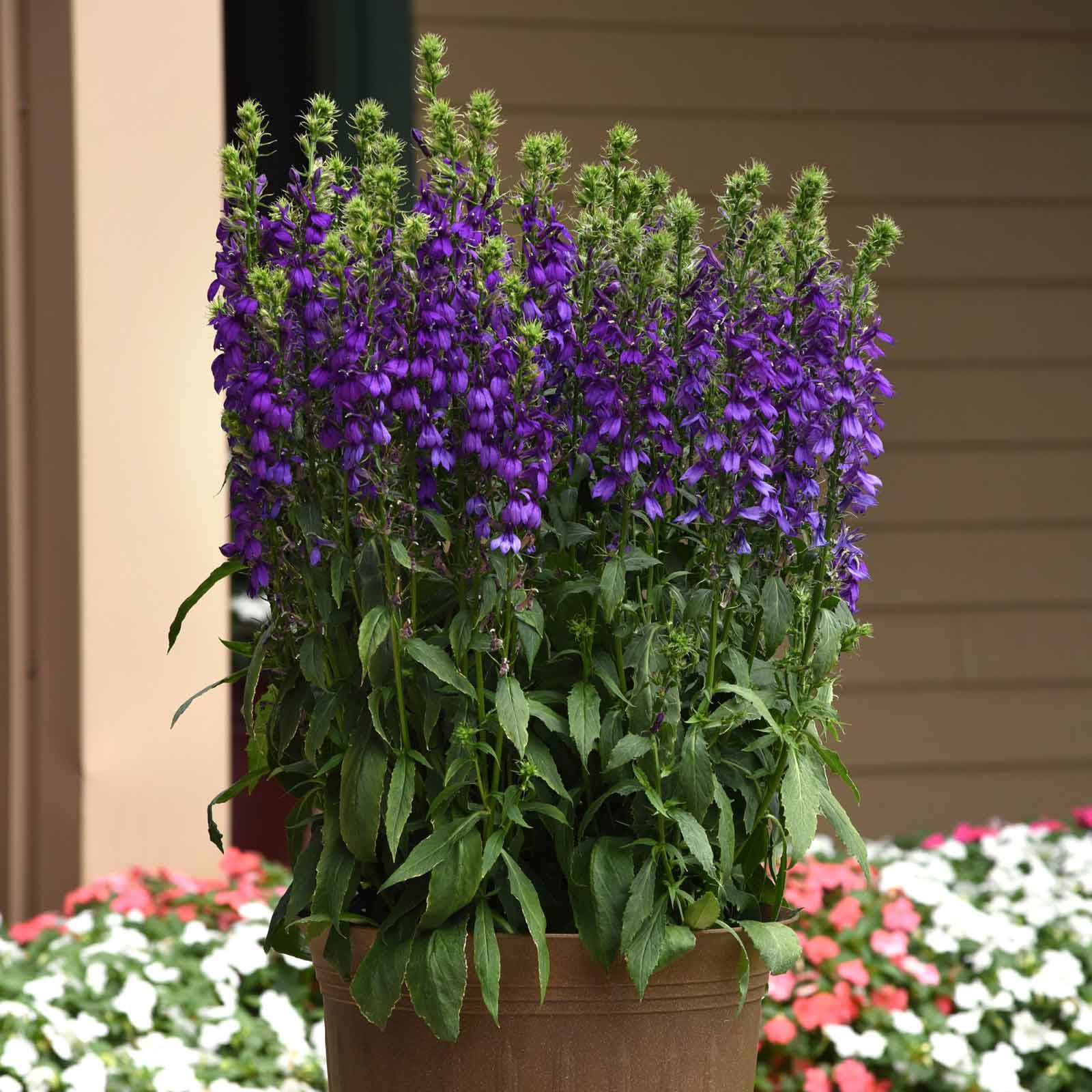 blue cardinal flower seeds Bulk Lobelia Seeds - Blue Carpet