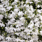 lobelia white palace