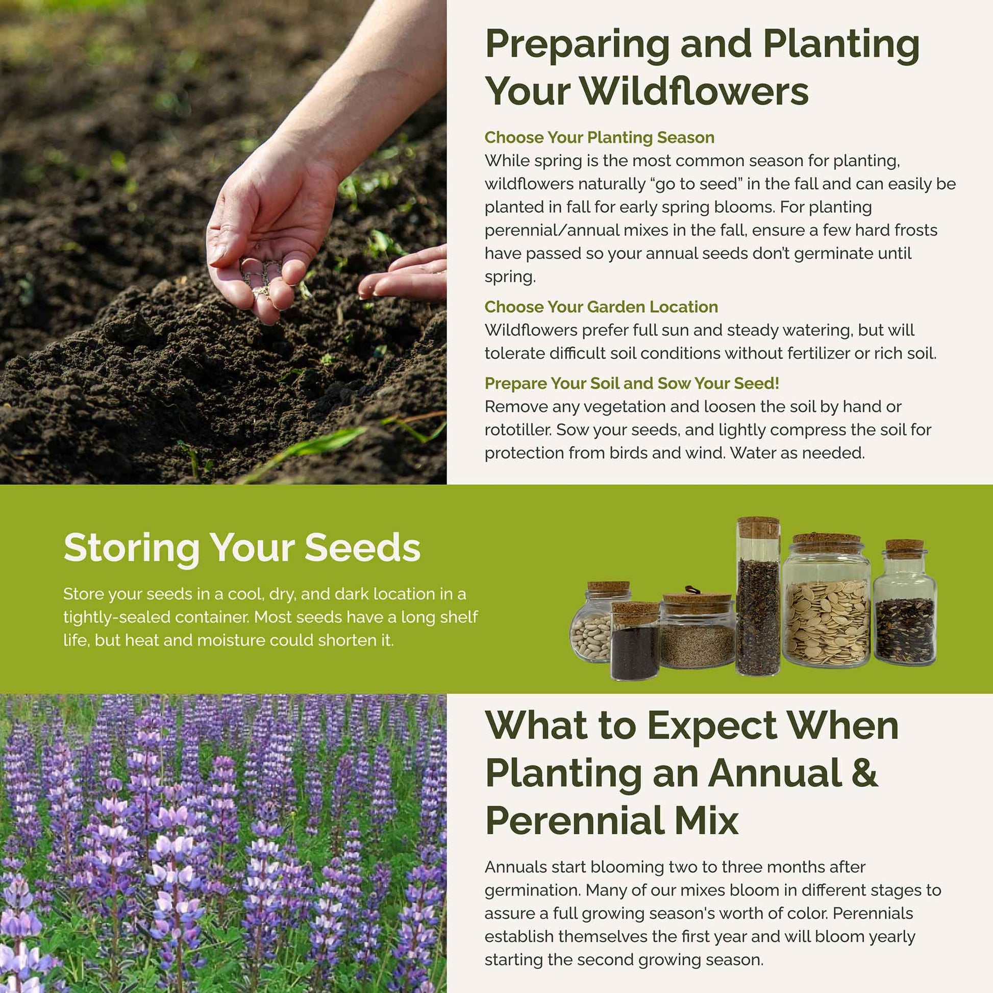 lupine seed planting instructions Bulk Loopy - Lupine Flower Seed Mix