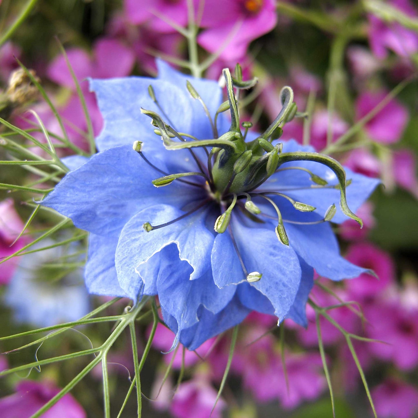 love in mist flower seeds Bulk Love in a Mist Seeds