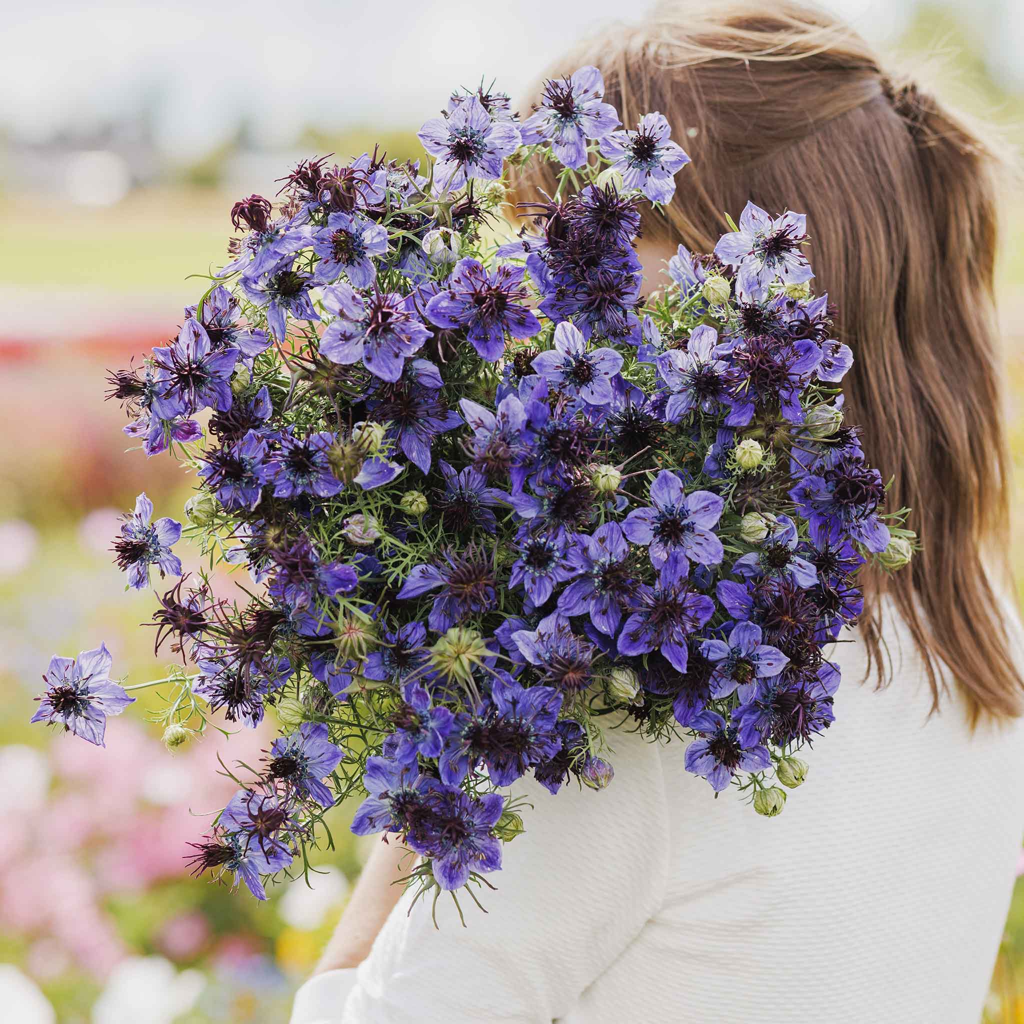 Bulk Love in a Mist Seeds - Midnight | Bulk Wildflowers