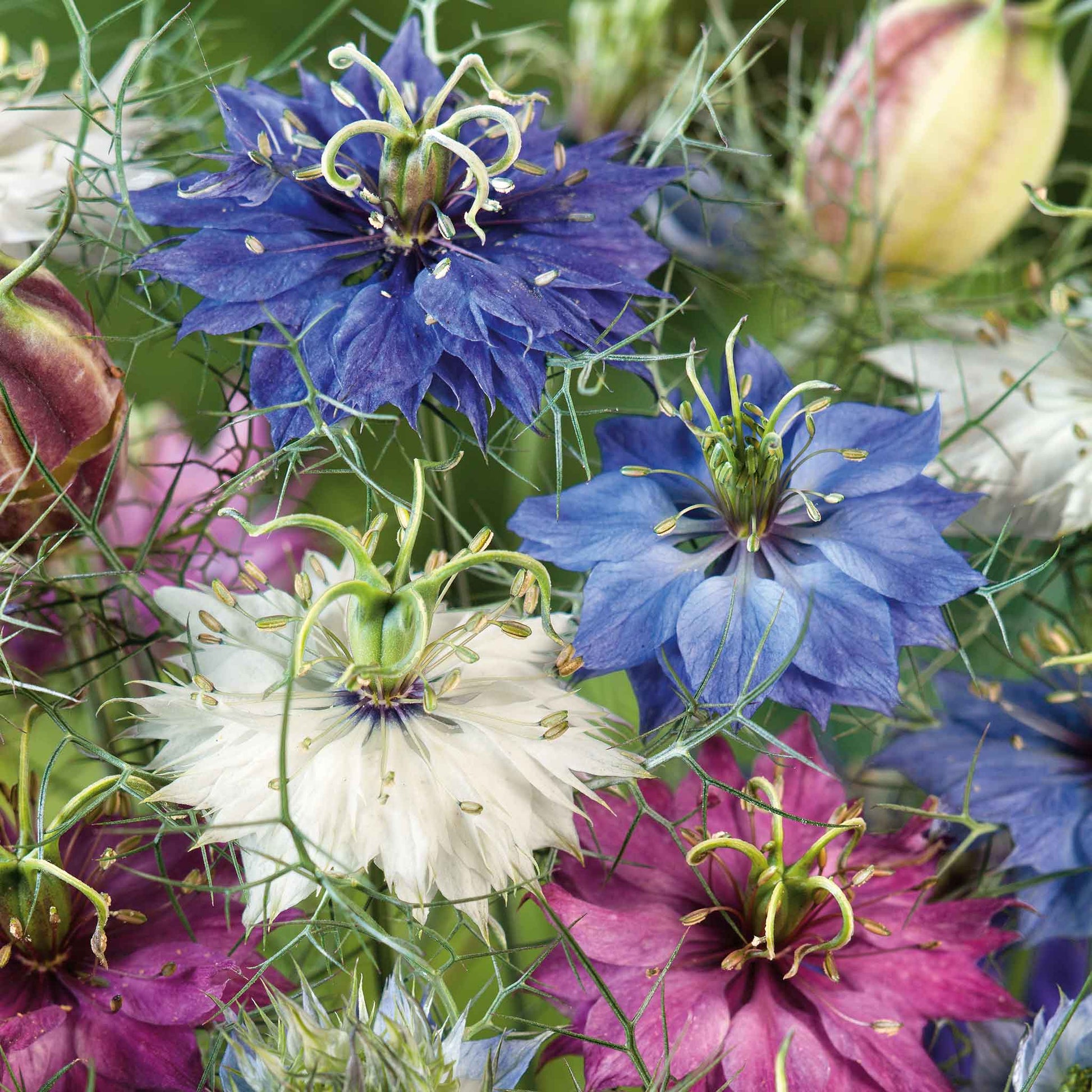 flower seeds delivered Bulk Love in a Mist Seeds