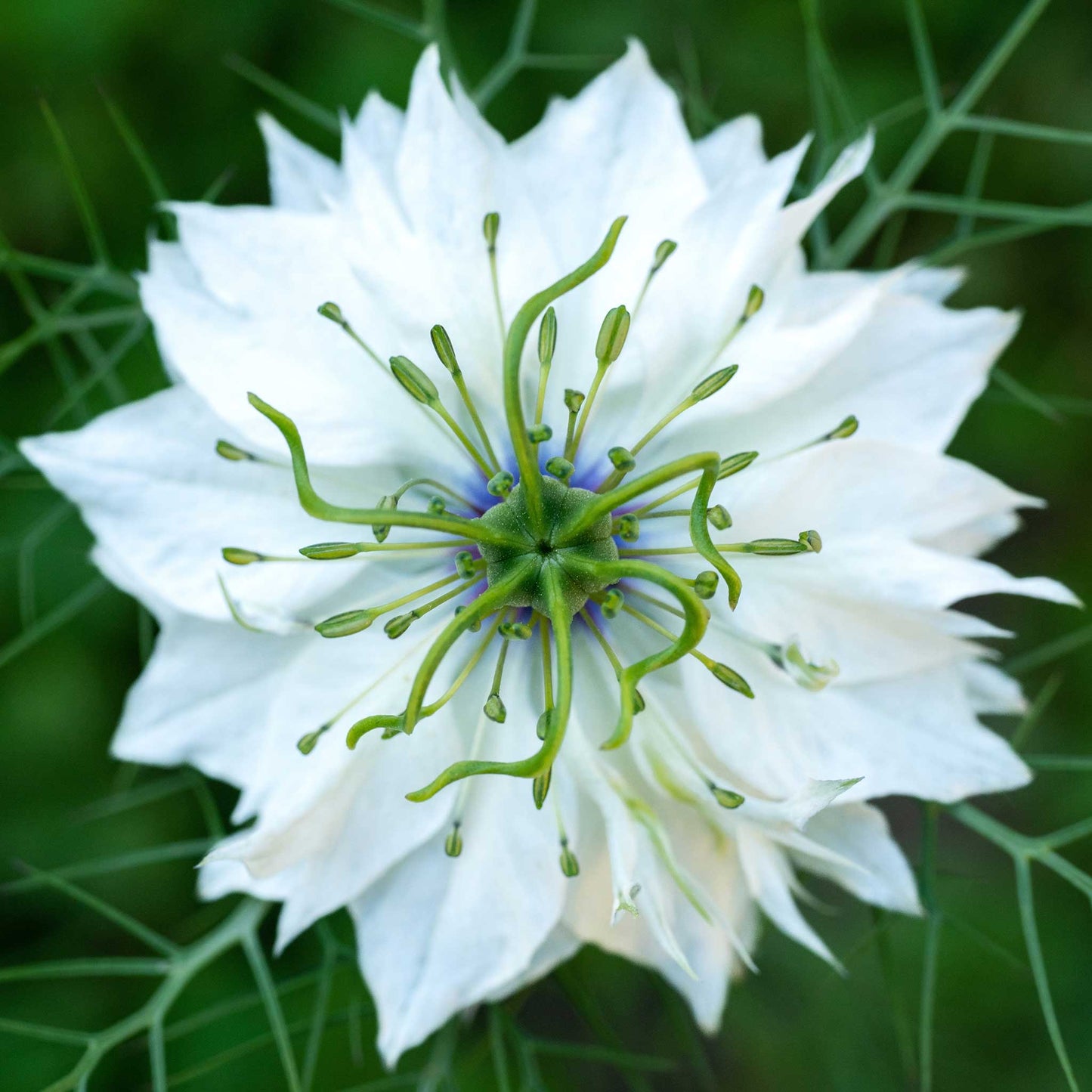 love in mist flower seeds Bulk Love in a Mist Seeds