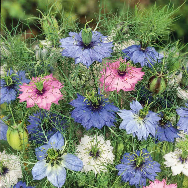 love-in a mist flower seeds Bulk Love in a Mist Seeds