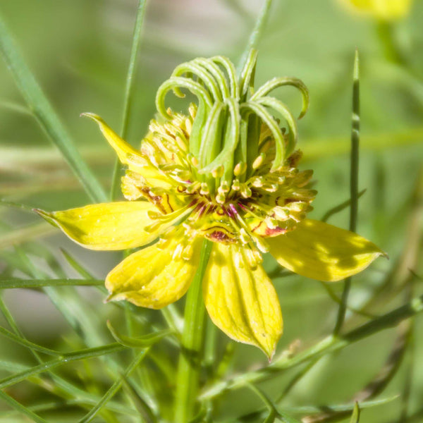 Bulk Love in a Mist Seeds - Transformer Packet