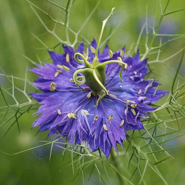 love in a mist persian jewels flower seeds Love in a Mist Seeds - Persian Jewels Indigo Blue | Flower Seeds