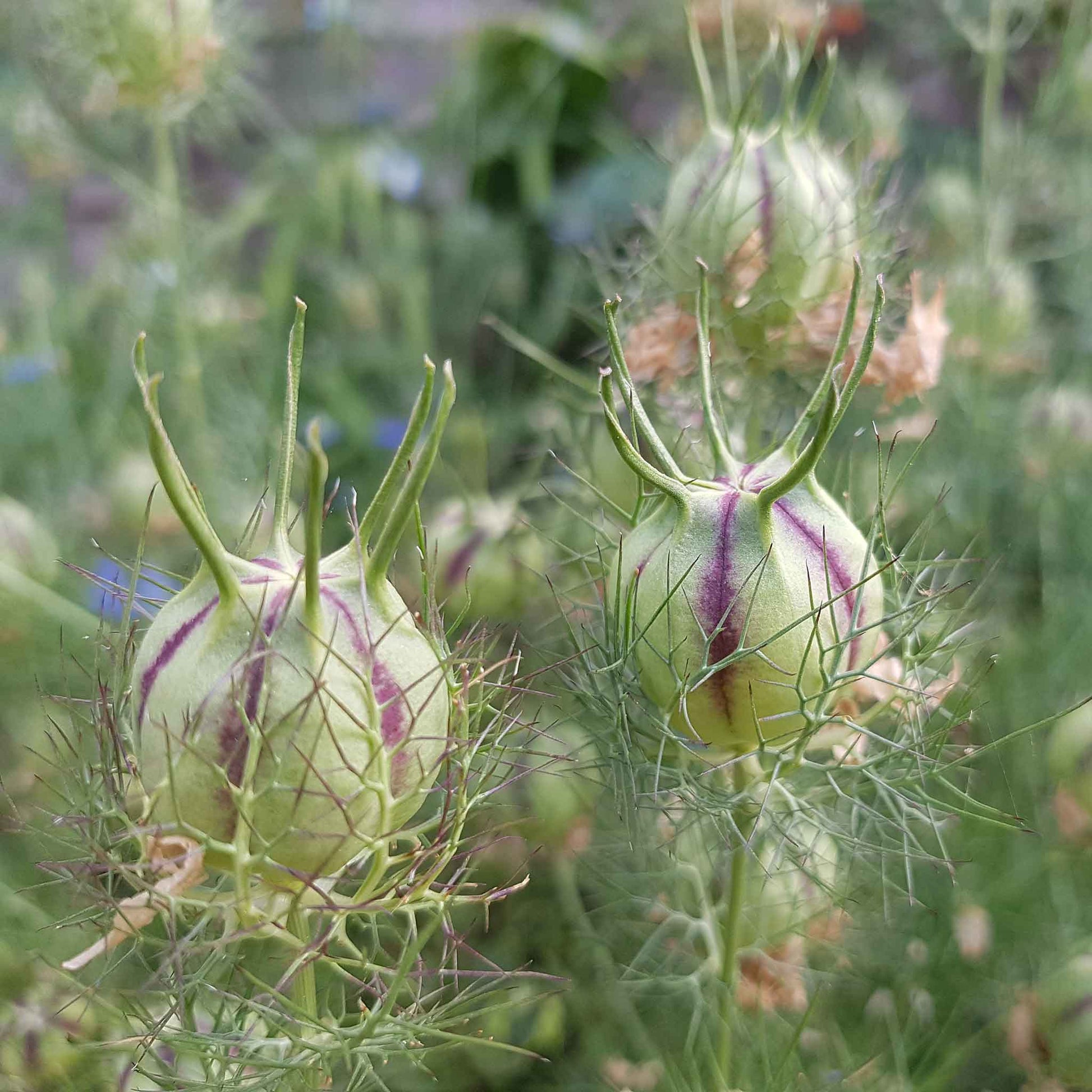 love in mist flower seeds Bulk Love in a Mist Seeds