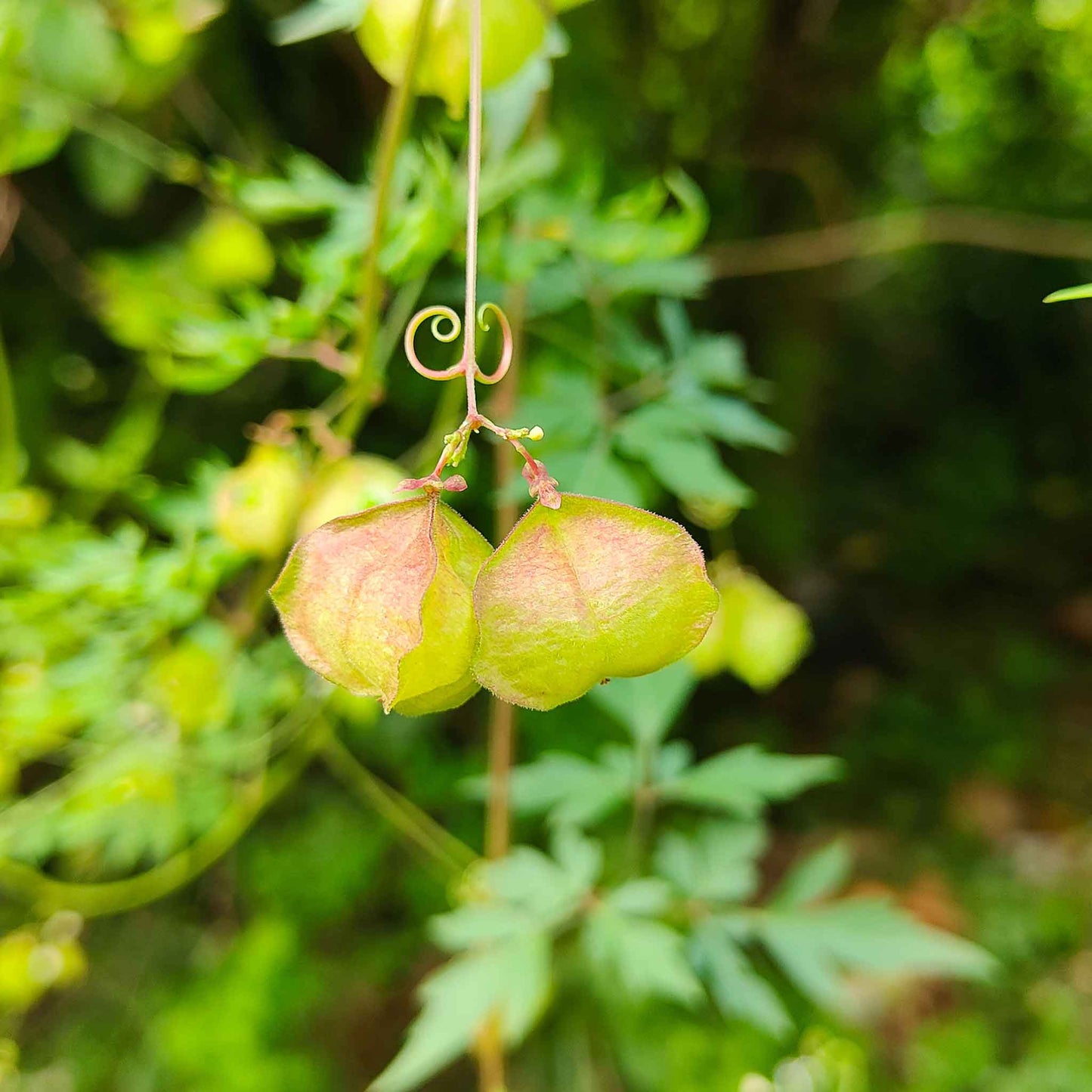 balloon flower seed pods Bulk Love in a Puff Seeds Packet