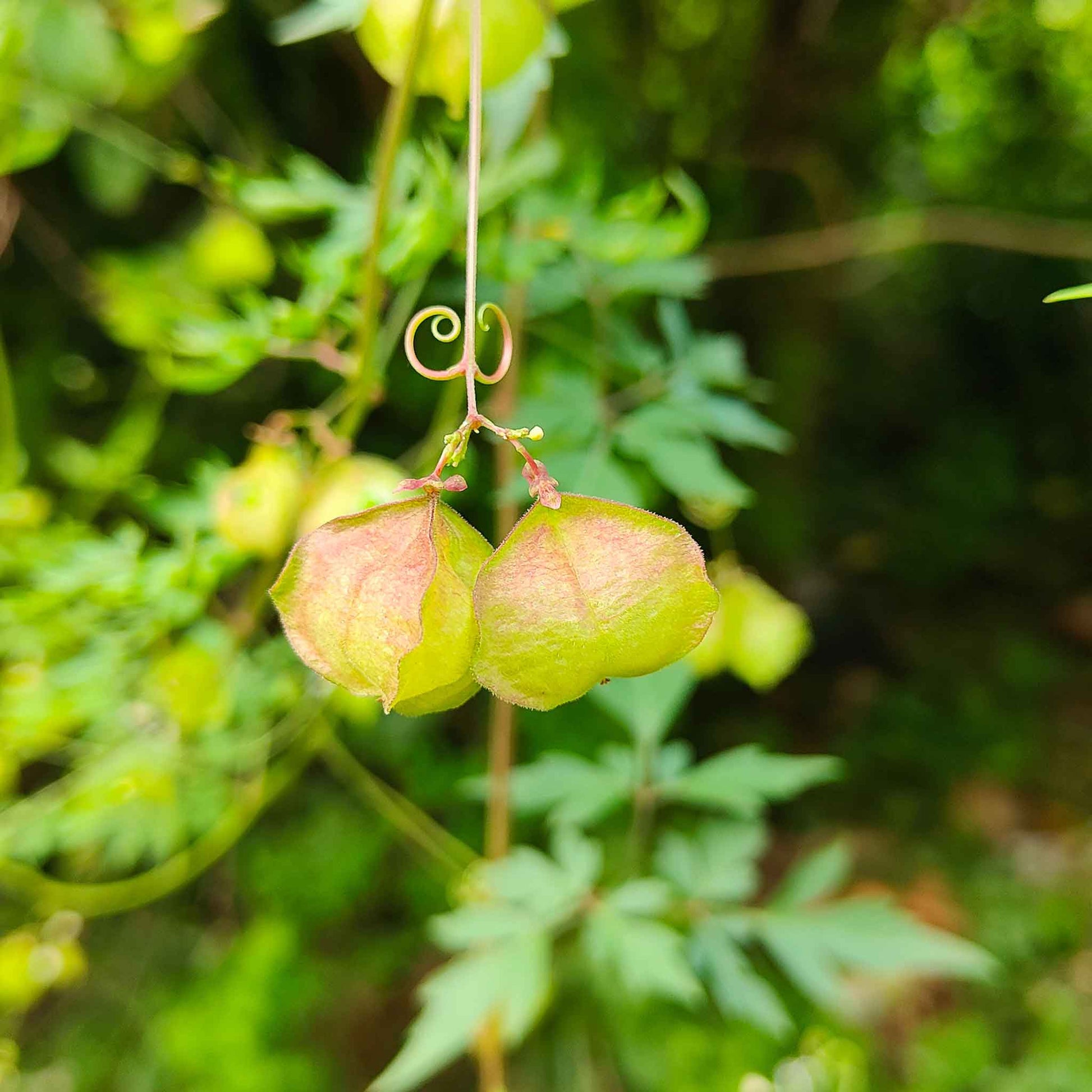 balloon plant seed pod Bulk Love in a Puff Seeds Packet