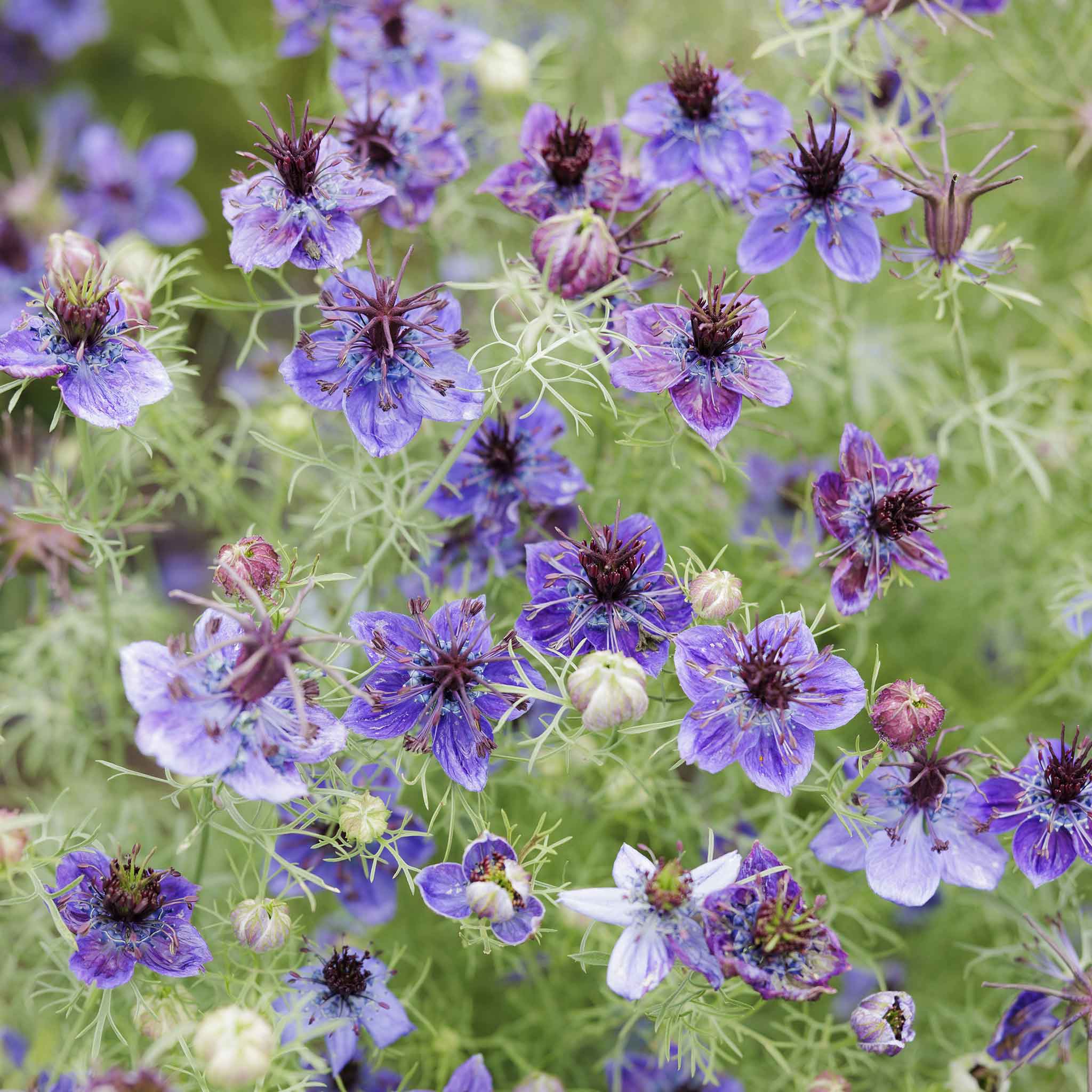 Bulk Love in a Mist Seeds - Midnight | Bulk Wildflowers