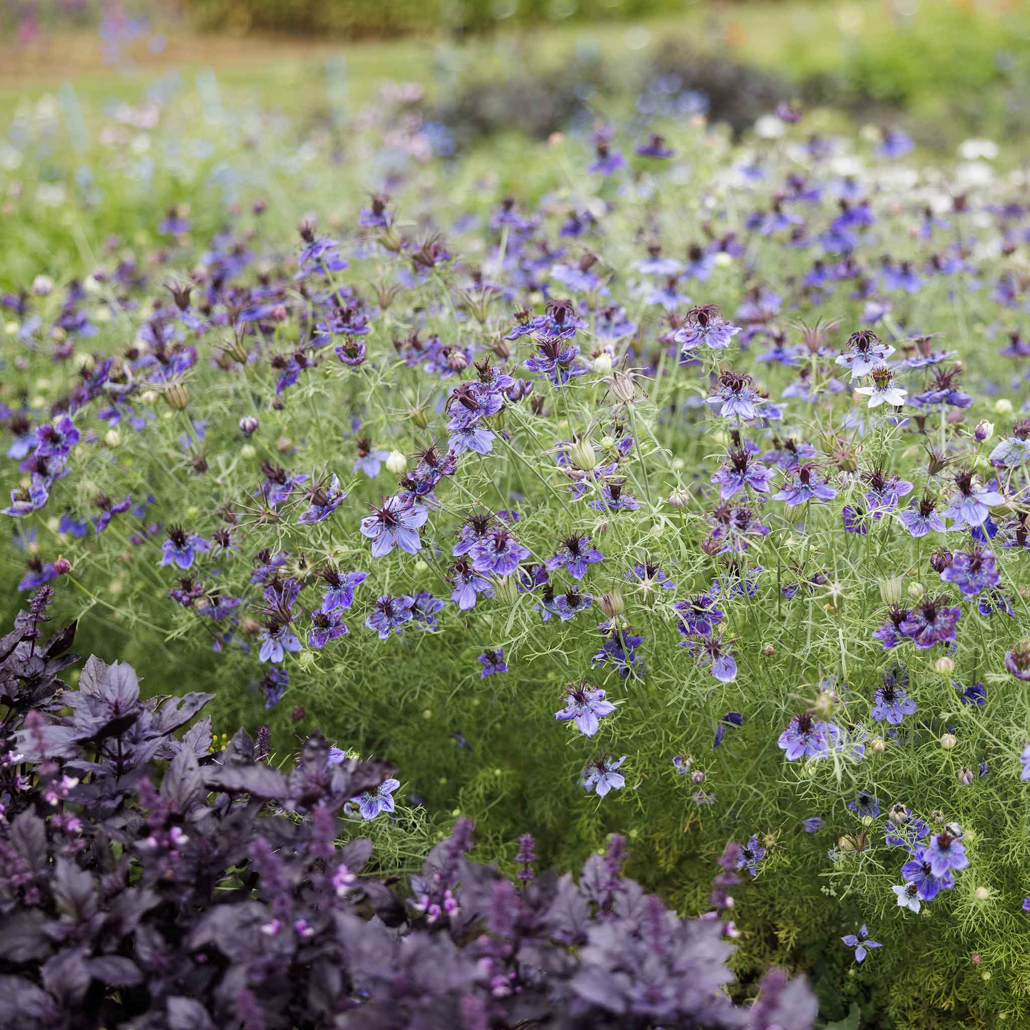 Bulk Love in a Mist Seeds - Midnight | Bulk Wildflowers
