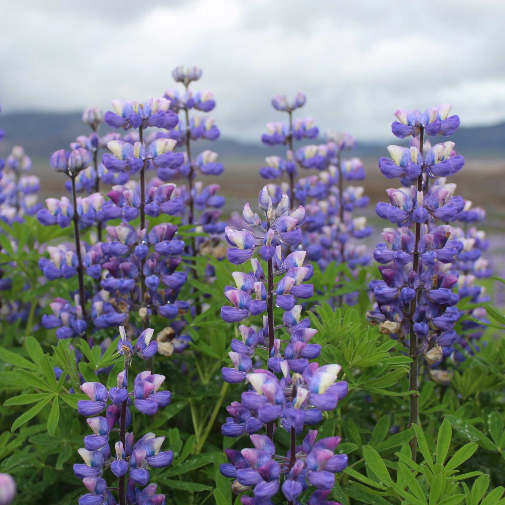lupin flower seeds Bulk Arroyo Lupine Seeds 1 Ounce
