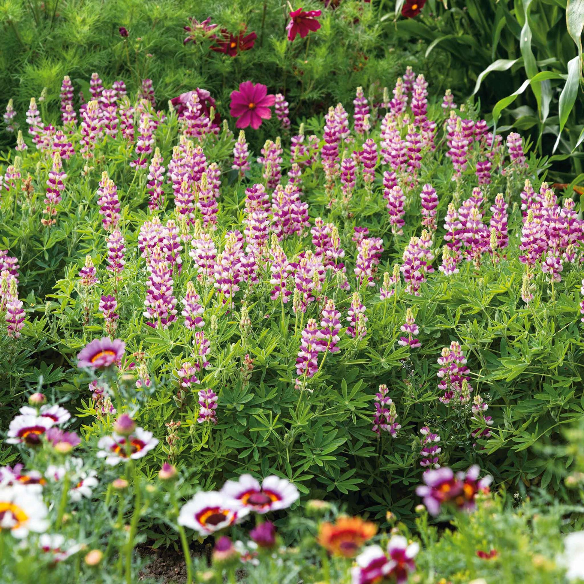 lupine wildflower seeds Lupine Seeds - Avalune Mix | Bulk Flower Seeds