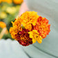 Blooming French Marigold Bonita Mix flowers with yellow petals and red accents in a glass vase.