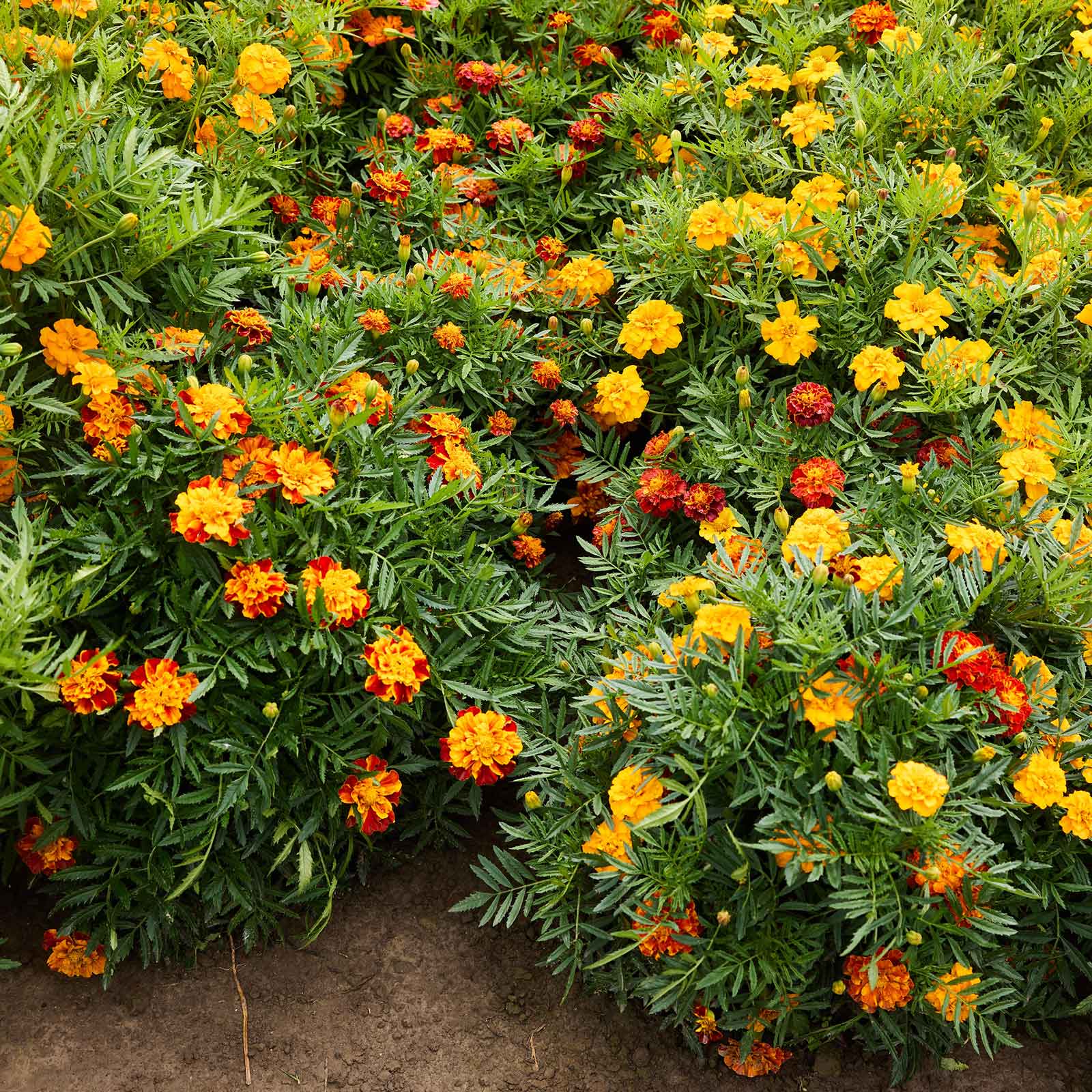 growing french marigolds from seed Bulk French Marigold Seeds - Bonita Mix