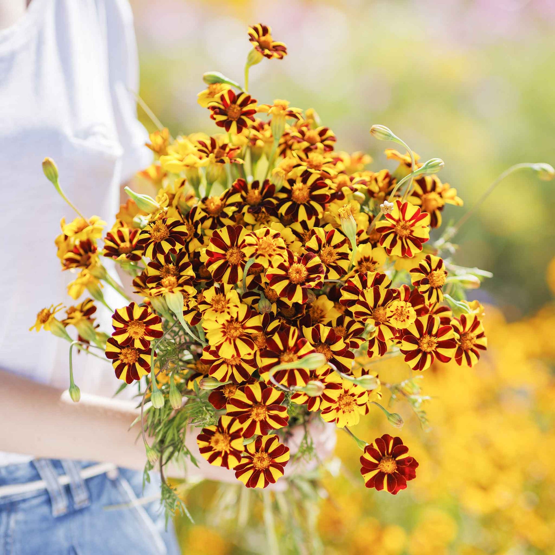 order marigold seeds Bulk French Marigold Seeds