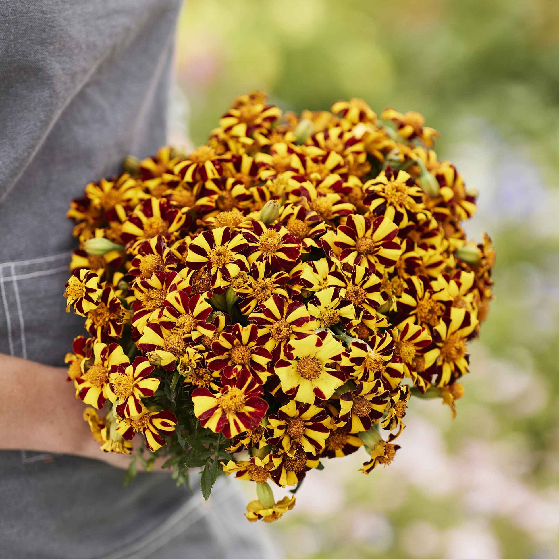 unique marigold seeds Bulk French Marigold Seeds