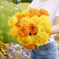 marigold crackerjack