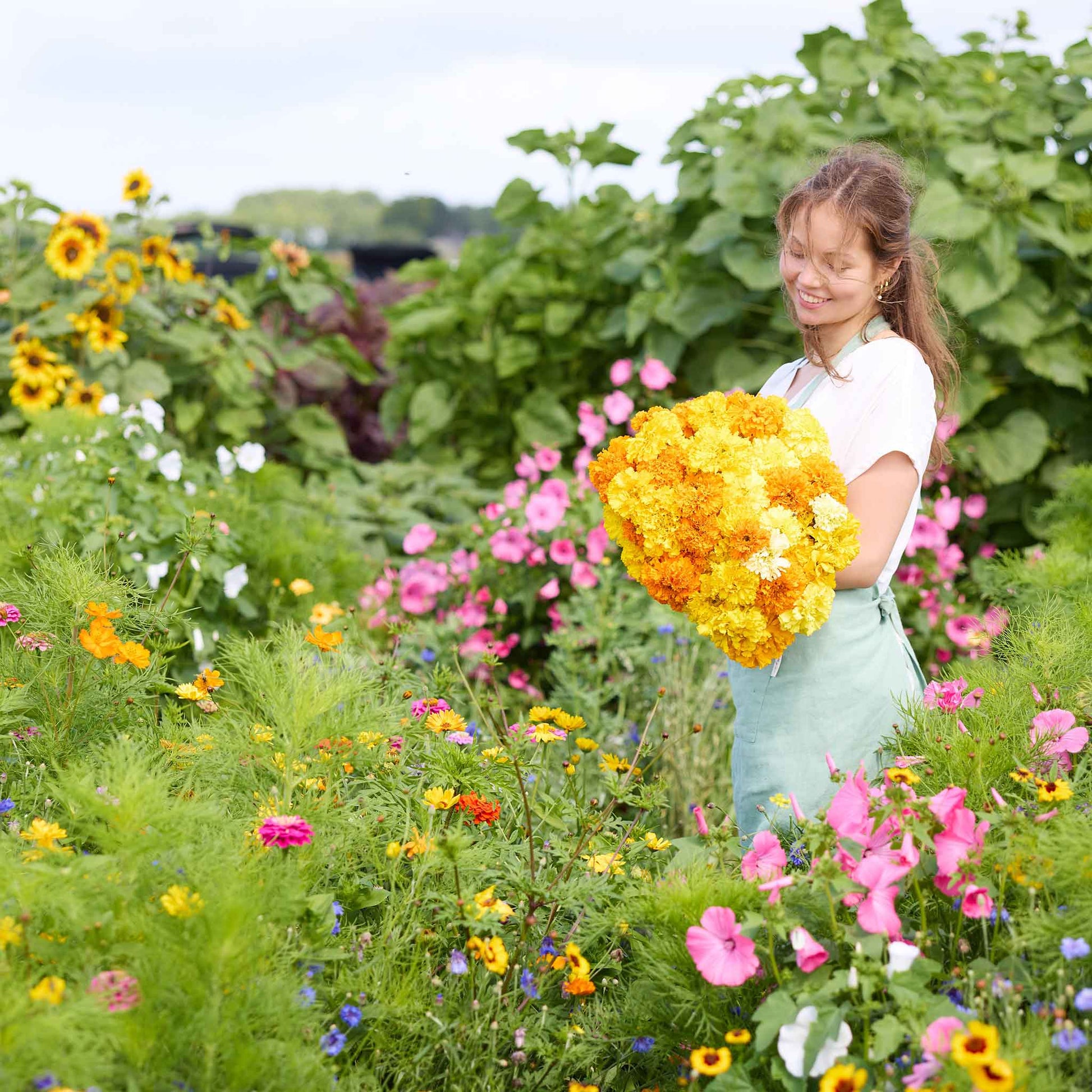 planting crackerjack marigold seeds Bulk African Marigold Seeds