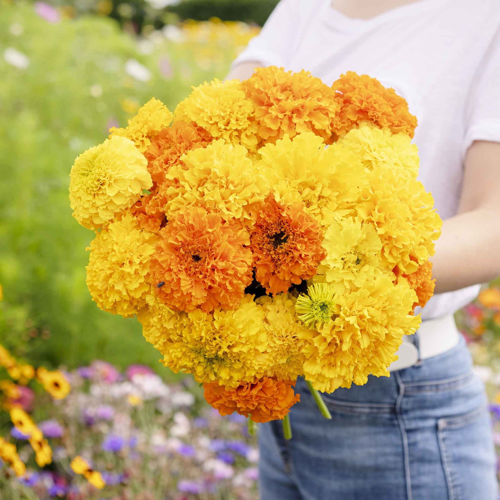 crackerjack marigold seeds Bulk African Marigold Seeds