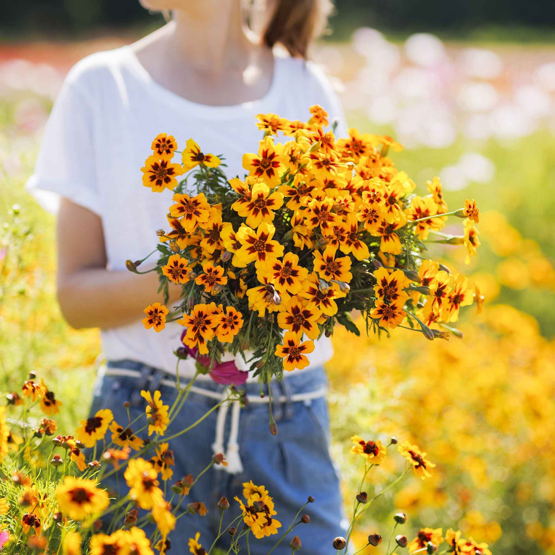 petite marigold seeds Bulk French Marigold (Dwarf) Seeds